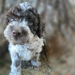 Boy 2 - Brown roan male Lagotto Romagnolo puppy in Salida, California from Harper's Lagotti