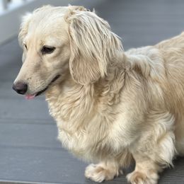 Dachshunds from Ana’s Beautiful Doxies