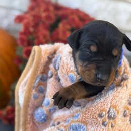 Boo - Black and rust male Doberman Pinscher puppy in Mason, Texas from Hill Country Family Dobermans