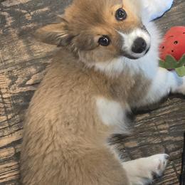 June Bug - Sable female Pembroke Welsh Corgi puppy in Warners, New York from Stone Cottage Corgis of New York