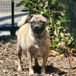 Pugs from Renee's Pugs