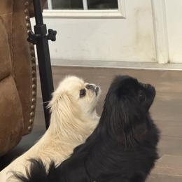 Dexter - Pekingese