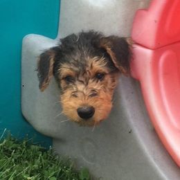 Airedale Terrier and Boxer Puppies from Roc Haven Airedales & Boxers