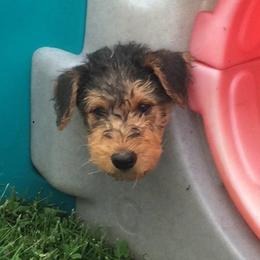 Airedale Terrier and Boxer Puppies from Roc Haven Airedales & Boxers