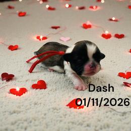 Shih Tzu puppies from Precious Paws Shih tzus