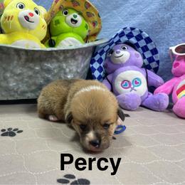 Percy - Red male Pembroke Welsh Corgi puppy in Apison, Tennessee from Ashmore Corgis