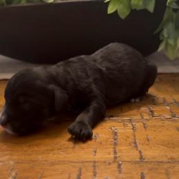 Rolo - Black and white male Sheepadoodle puppy in Cartersville, Georgia from Simply Blessed Doodles