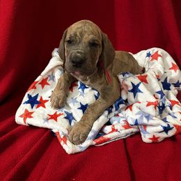 Dark Pink Collar Blue Brindle Female - Gypsy - Blue brindle female Great Dane puppy in Gainesville, Georgia from DeBruce Danes