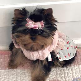 Boy 2 - male Yorkshire Terrier puppy in Sarasota, Florida from Tatortot Babydolls