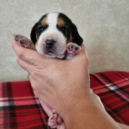 Girl 1- Love - Black tan and white female Beagle puppy in Bell, Florida from Pridgeon Kennels