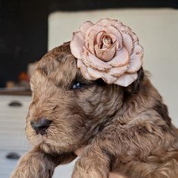 Vega - Merle female Goldendoodle puppy in Pine Grove, California from Lundee Doodles