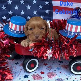 Duke Caboom - Red male Cockapoo puppy in Connersville, Indiana from MoonShine Babies