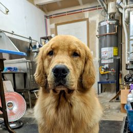 Golden Retriever All Grown Up from Beachwood Golden Retrievers