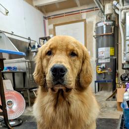 Golden Retriever All Grown Up from Beachwood Golden Retrievers