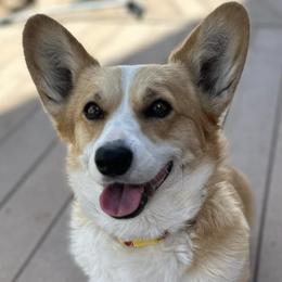 Pembroke Welsh Corgis from D&D Country Corgis