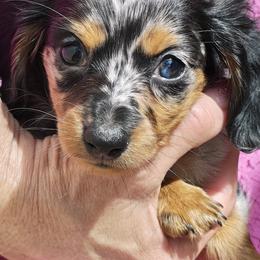 Dachshund Puppies from Angelic Doxies