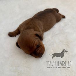 Ophelia - Red female Dachshund puppy in Royse City, Texas from Truehearted Miniature Dachshunds