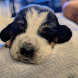 Arthur- Light Blue Collar - Black white and tan male Basset Hound puppy in Duchesne, Utah from HI Desert Hounds