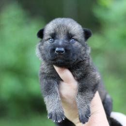 5th choice - Sable male German Shepherd puppy in Lucasville, Ohio from Trusting Hearts Kennel