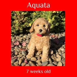 Aquata - red collar - Cream female Labradoodle puppy in Beavercreek, Oregon from Auburn Sky Labradoodles