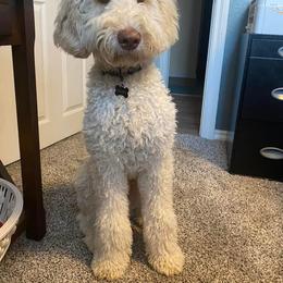 Double Doodle and Labradoodle All Grown Up from MerryGold Doodles
