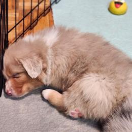 Jackson - Red merle male Australian Shepherd puppy in Athens, Tennessee from Mimi's Aussie