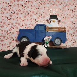Edgar - Sheepadoodle puppy from Oodles of poodles and doodles
