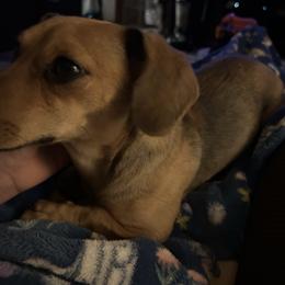Rubii - Cream female Dachshund puppy in El Paso, Texas from Stella's Lone Star Kennels