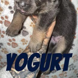 Yogurt - Blue female German Shepherd puppy in Fort Jennings, Ohio from Von Holtzapple German shepherds