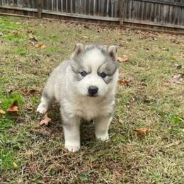 Brooks - Gray and white male Siberian Husky puppy in Elkin, North Carolina from Blue Ridge Shadow Huskies