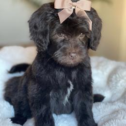 Carly - Chocolate female Labradoodle puppy in San Antonio, Texas from I Love U Back Labradoodles, LLC