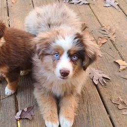 Australian Shepherds, Miniature Australian Shepherds, and Toy Australian Shepherds from Hippie Dog Haven