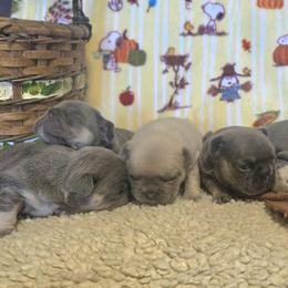 French Bulldog Puppies from Robyn Rosewicz