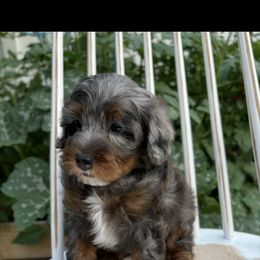 Bernedoodle, Cavapoo, Goldendoodle, and Poodle Puppies from Gypsi Doodles & Poodles