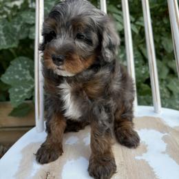 Bernedoodle, Cavapoo, Goldendoodle, and Poodle Puppies from Gypsi Doodles & Poodles