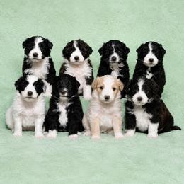 Bordoodle puppies from Tucker Bordoodles