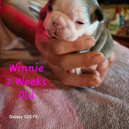 Winnie - Lilac female Boston Terrier puppy in Colorado Springs, Colorado from M&Bs Boston Terriers
