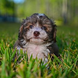 Havapoo and Pomsky Puppies from Pearl of the Orient Seas