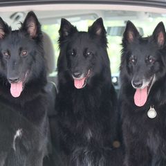 Belgian Sheepdogs from Wildmour Kennels