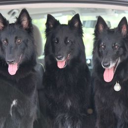 Belgian Sheepdogs from Wildmour Kennels