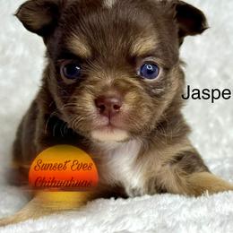 Chihuahua Puppies from Sunset Eves Chihuahuas