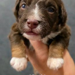 Gail - Red phantom female Aussiedoodle puppy in Vinemont, Alabama from Cotton Country Kennels