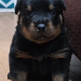 Diesel - Black and mahogany male Rottweiler puppy in Tangent, Oregon from Raya's Royals