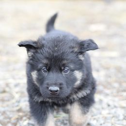 German Shepherd Puppies from Grothaus K9 Working German Shepherds