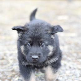 German Shepherd Puppies from Grothaus K9 Working German Shepherds