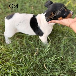 Rat Terrier Puppies from FA puppies