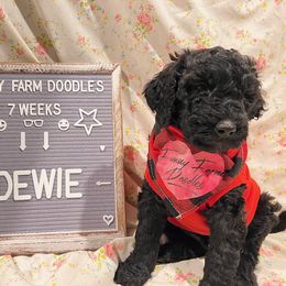 Goldendoodle and Poodle Puppies from Funny Farm Doodles