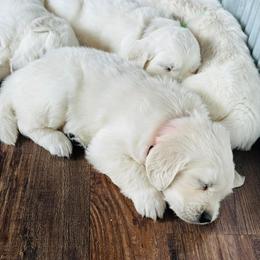 Golden Retriever and Labrador Retriever Puppies from Golden Bundles