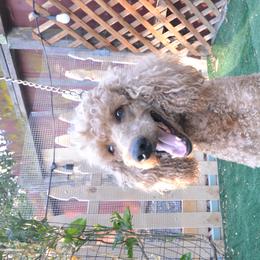 Pickles - Poodle