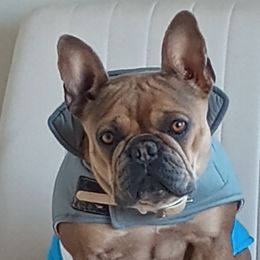 French Bulldogs from Heritage Lane French bulldogs